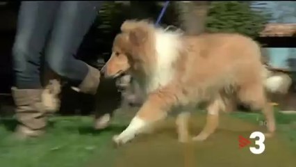 TV3 - Dissabte a les 15.40 - "Veterinaris"