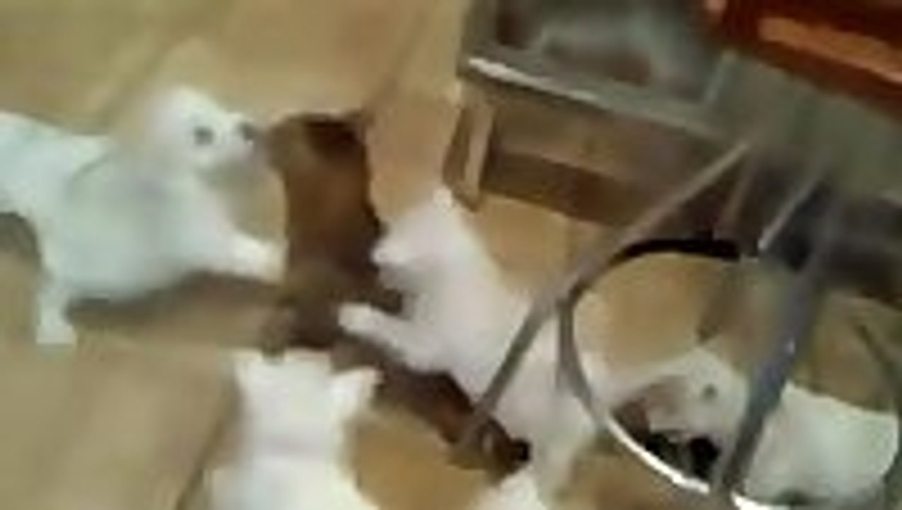 Cat attacked by playful puppies
