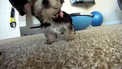 Morkie Puppies for Sale in Ohio | Affordable Pup