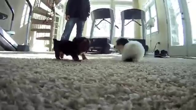 Affordable Pup | Teacup Yorkshire Terrier - Yorkie Puppies For Sale in Ohio