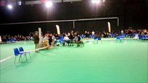 exposition canine  douai 2014 dogo canario camacho spalato bull