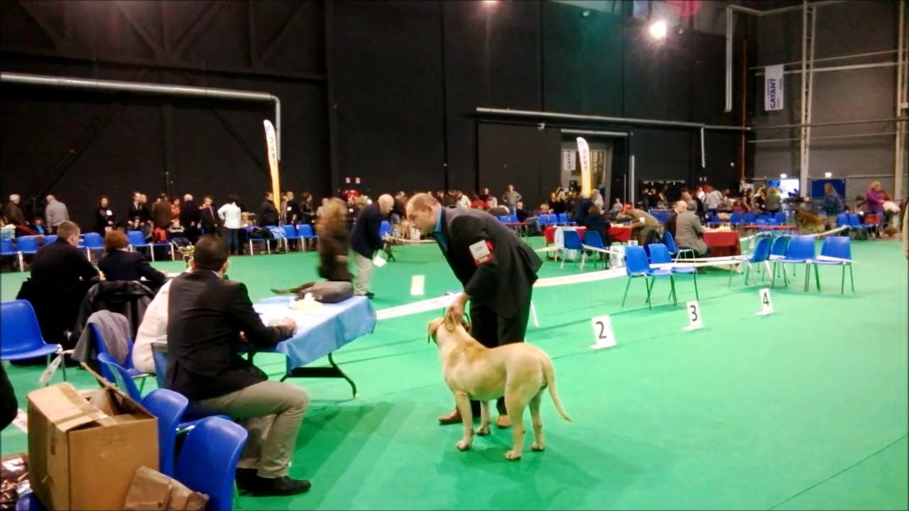 exposition douai dogo canario classe intermediaire femelle