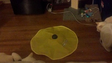 Mattie & Ginger's reaction to the Cat's Meow Toy Part One