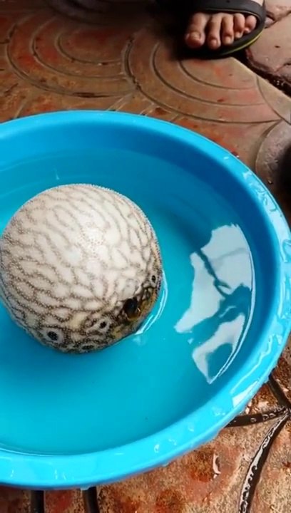 Un Poisson-Ballon Se Gonfle