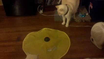 Mattie & Ginger's 2nd reaction to the Cat's Meow Toy Part Two