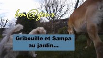 Sampa et Gribouille jardin à Creppe...