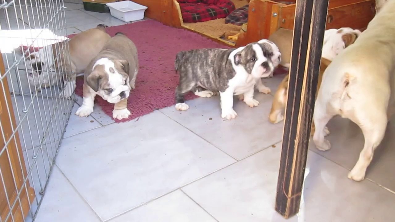 Bulldogs des Charmes d' Halliwelle. Bébés 2014