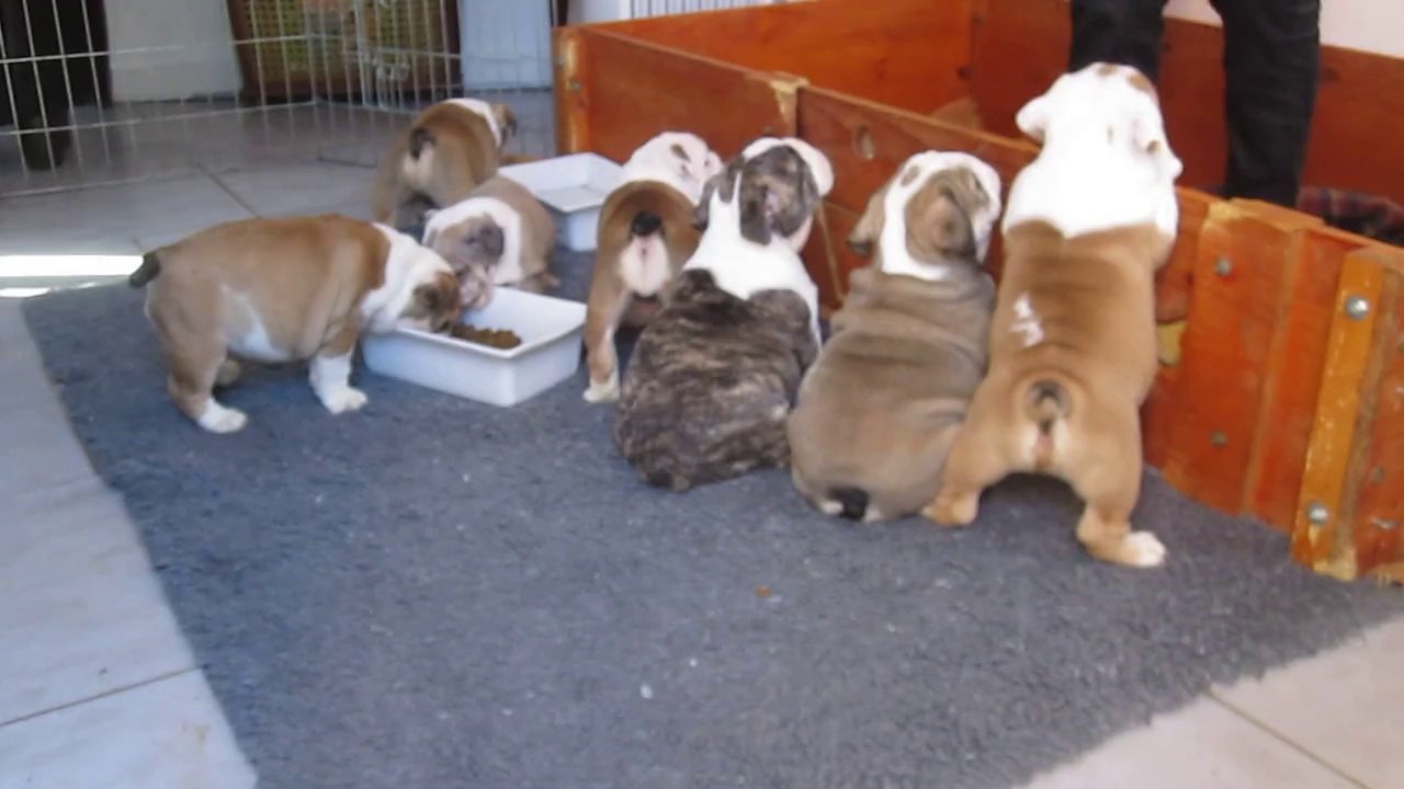 Les Bébés de Gabrielle et Dillinger 2014
