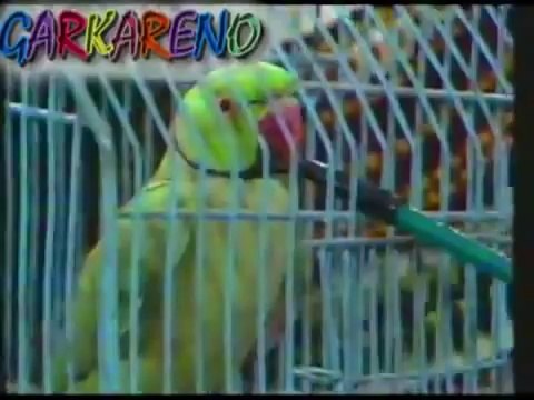 وردة - انا عندى بغبغان