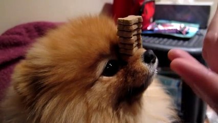 Flint the Pomeranian balances 10 treats on nose