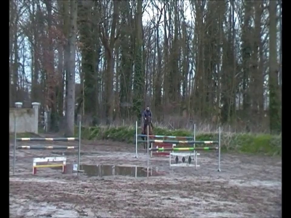 Poney  D 7ans par MOONLIGHT BERENGER