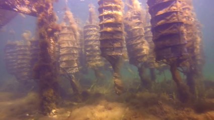 Etang de Thau 02-03-2014