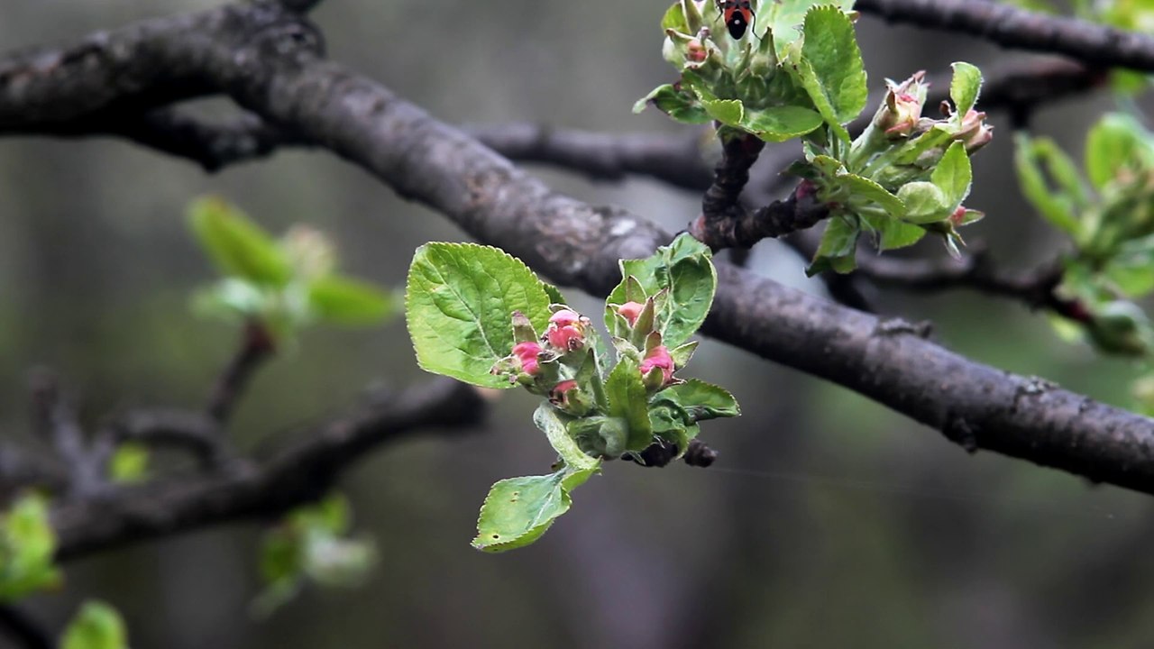 Apple Bud - Free HD stock footage
