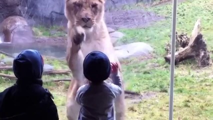 ‪Kids At The Zoo Compilation‬‏ - funny video 2014