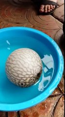 Tehlike Görünce Şişen Balon Balığı