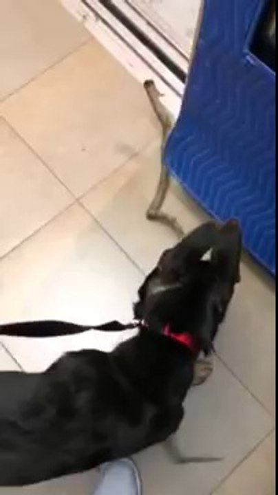 German Shepherd Puppy Finds Treasure