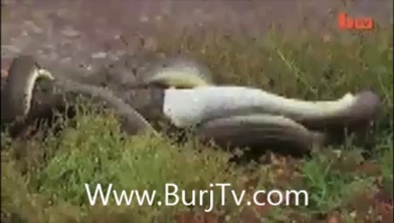 caught on camera snake devours crocodile after 5 hour battle