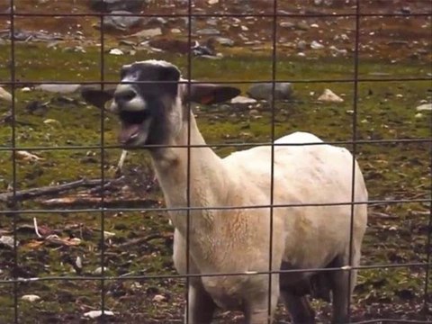 LOCAS PARTY - starships nicki minaj POP COVER (Dani verano 2014)