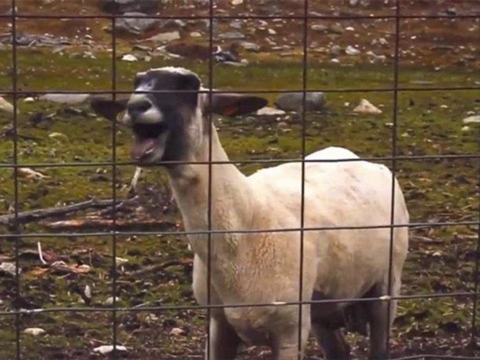 LOCAS PARTY - starships nicki minaj POP COVER (Dani verano 2014)