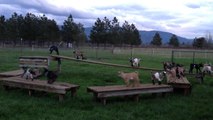 A playground for goats