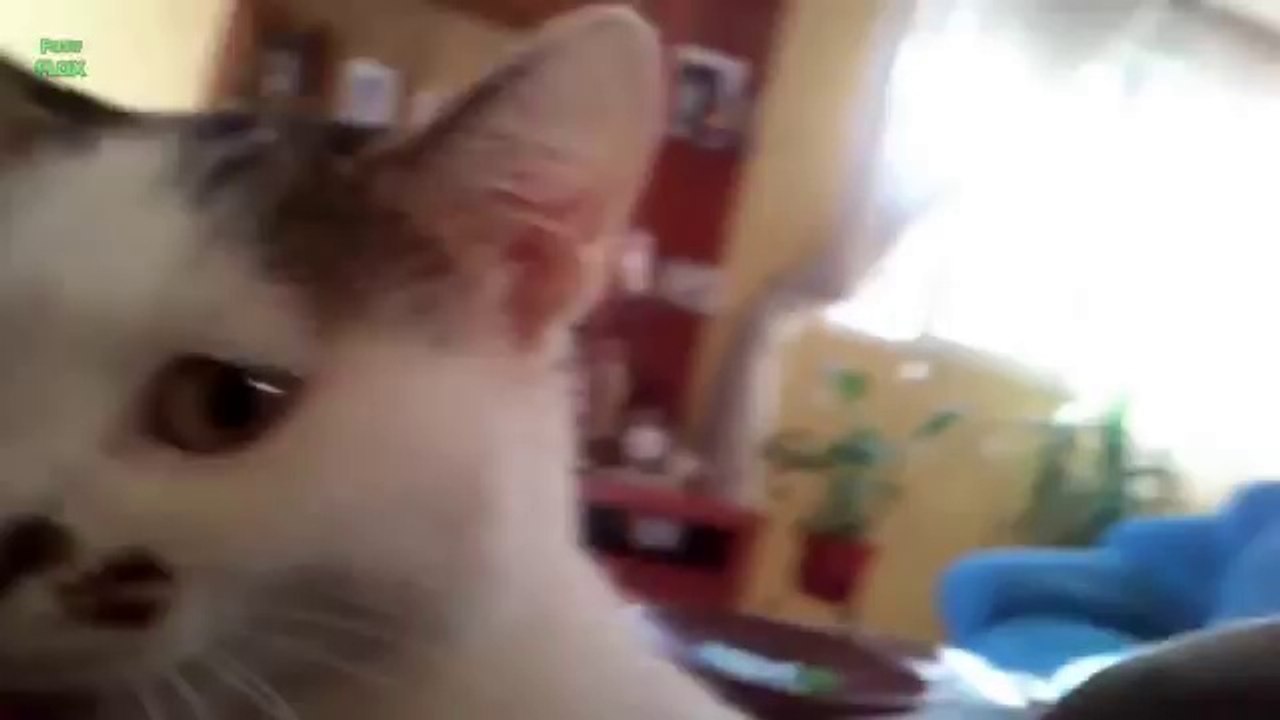 Funny Cats and Kittens Meowing Compilation 2013