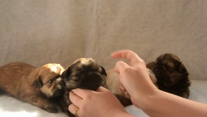 Bébés de Eve 3 semaines 1/2