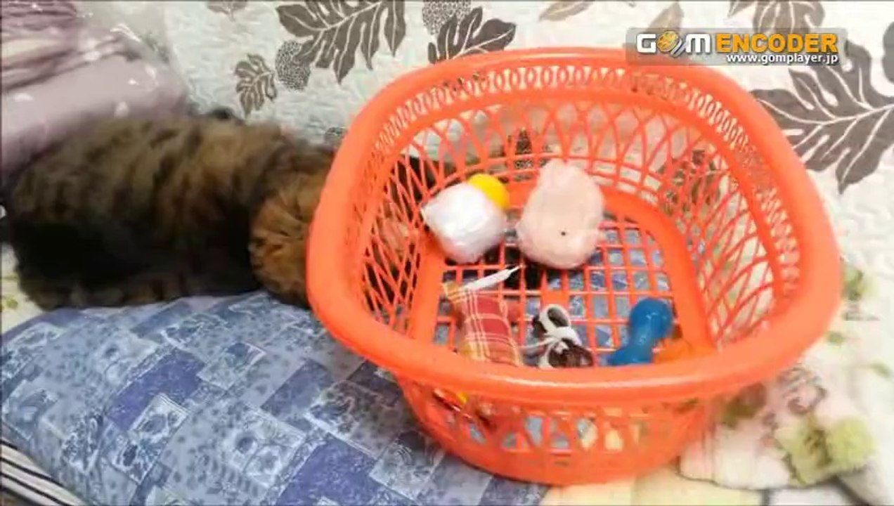 社交ダンスのリズム練習法 誰でも簡単に楽しく踊れる基礎リズム編 内容 実践 検証 動画 特典 購入 レビュー 感想 口コミ 評価 評判 ブログ 体験 ネタバレ