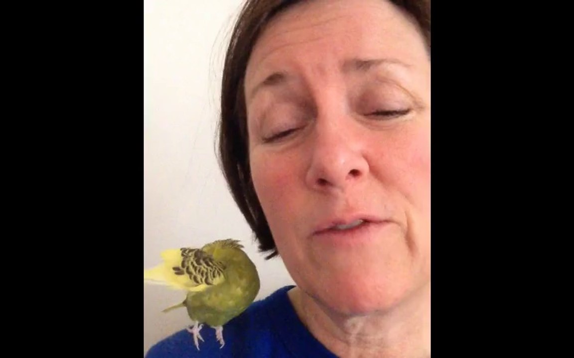 Budgie Learns to Use the iPhone