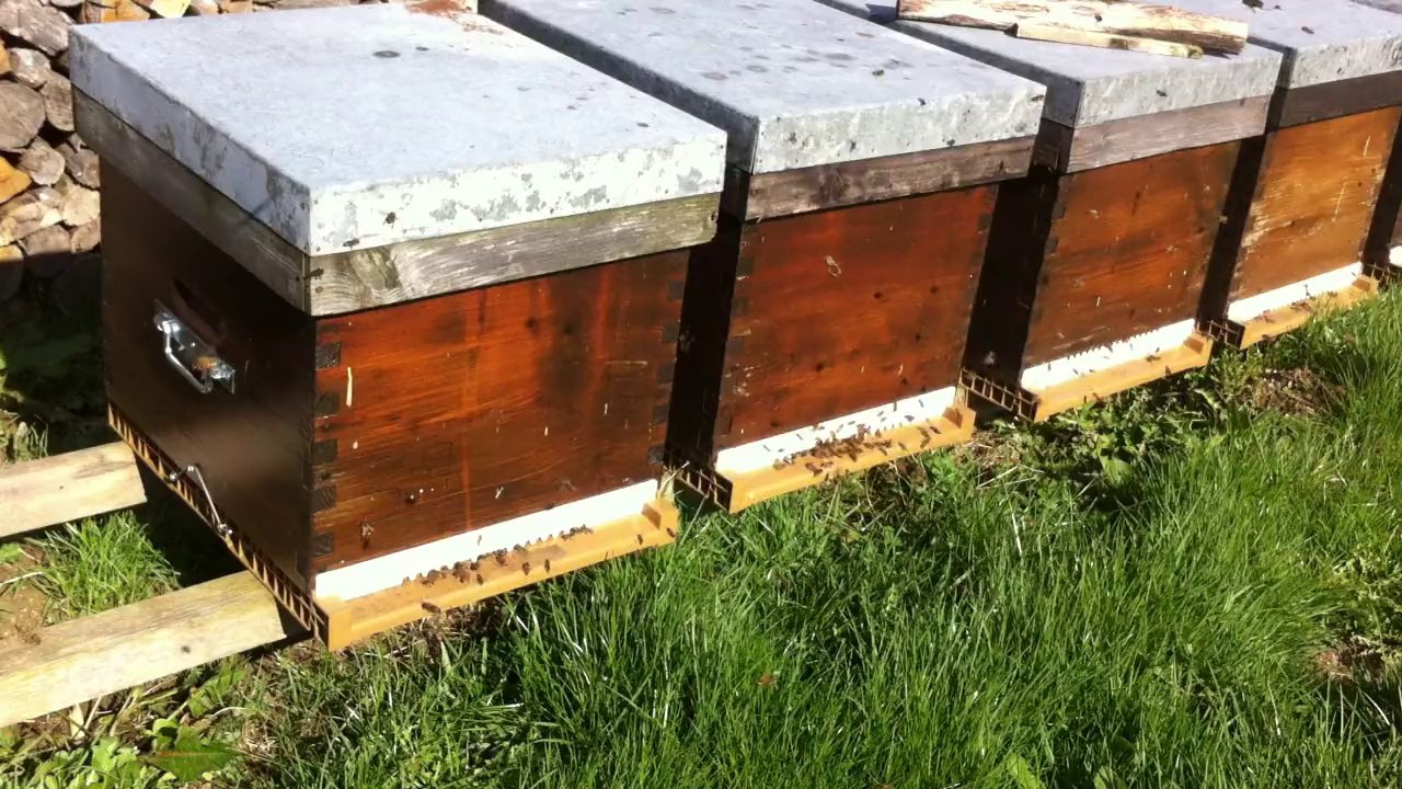 abeilles, première sortie au printemps