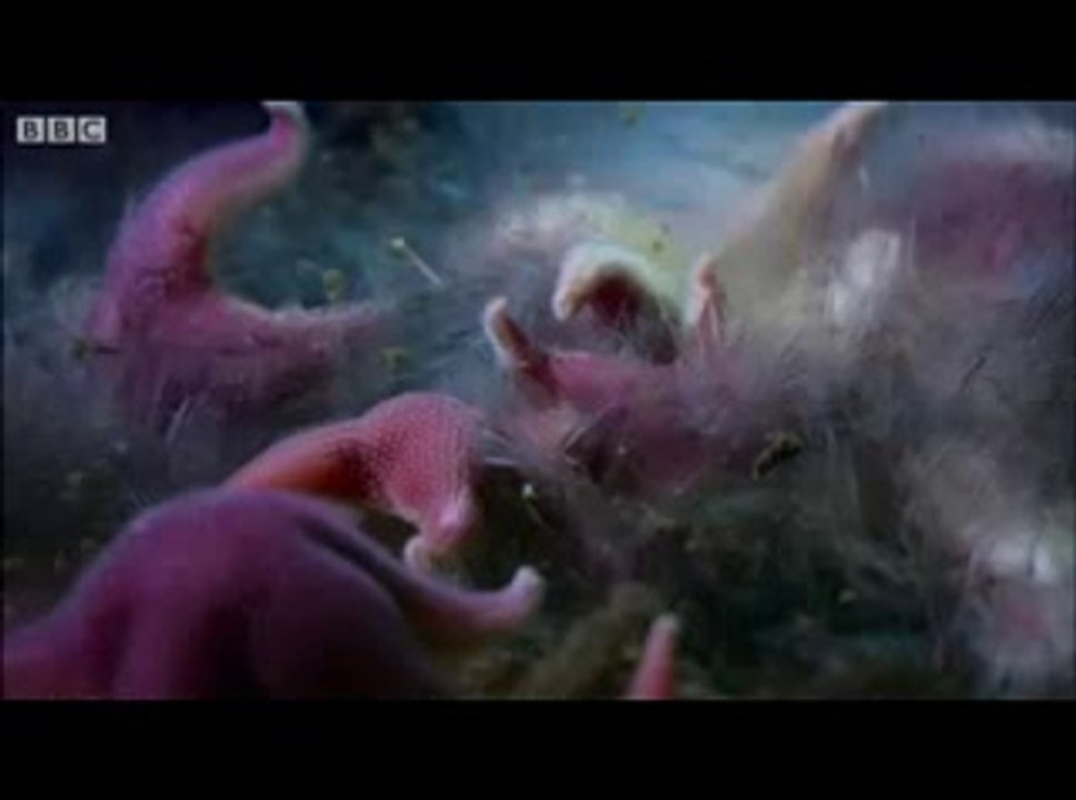 Морские сосульки