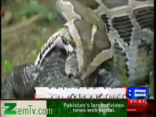 Incredible Showdown: Snake Eats Crocodile 🐍🦏