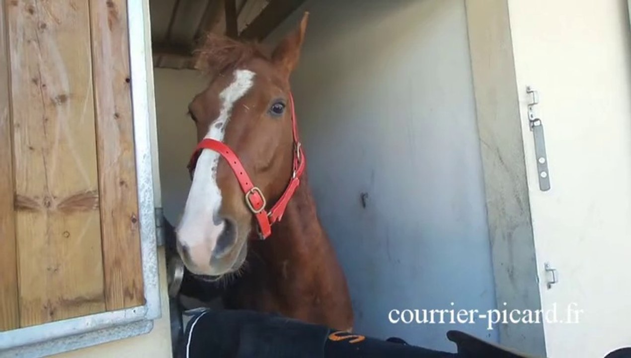Les coulisses du Grand National de Trot à Amiens