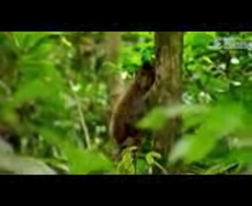 Jungla del Espiritu Rojo (documental completo)