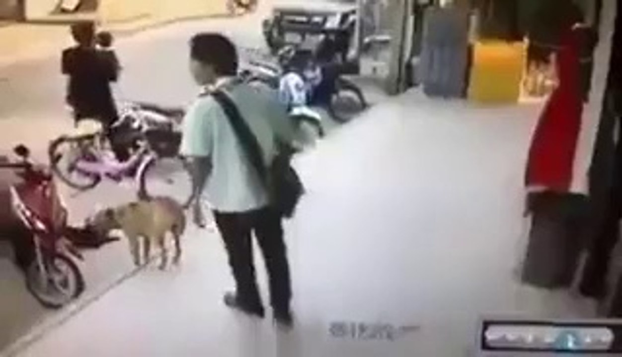 Never Mess with Dog