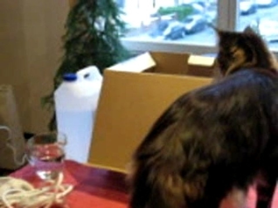 Le chat Aramis, explorateur de boîtes