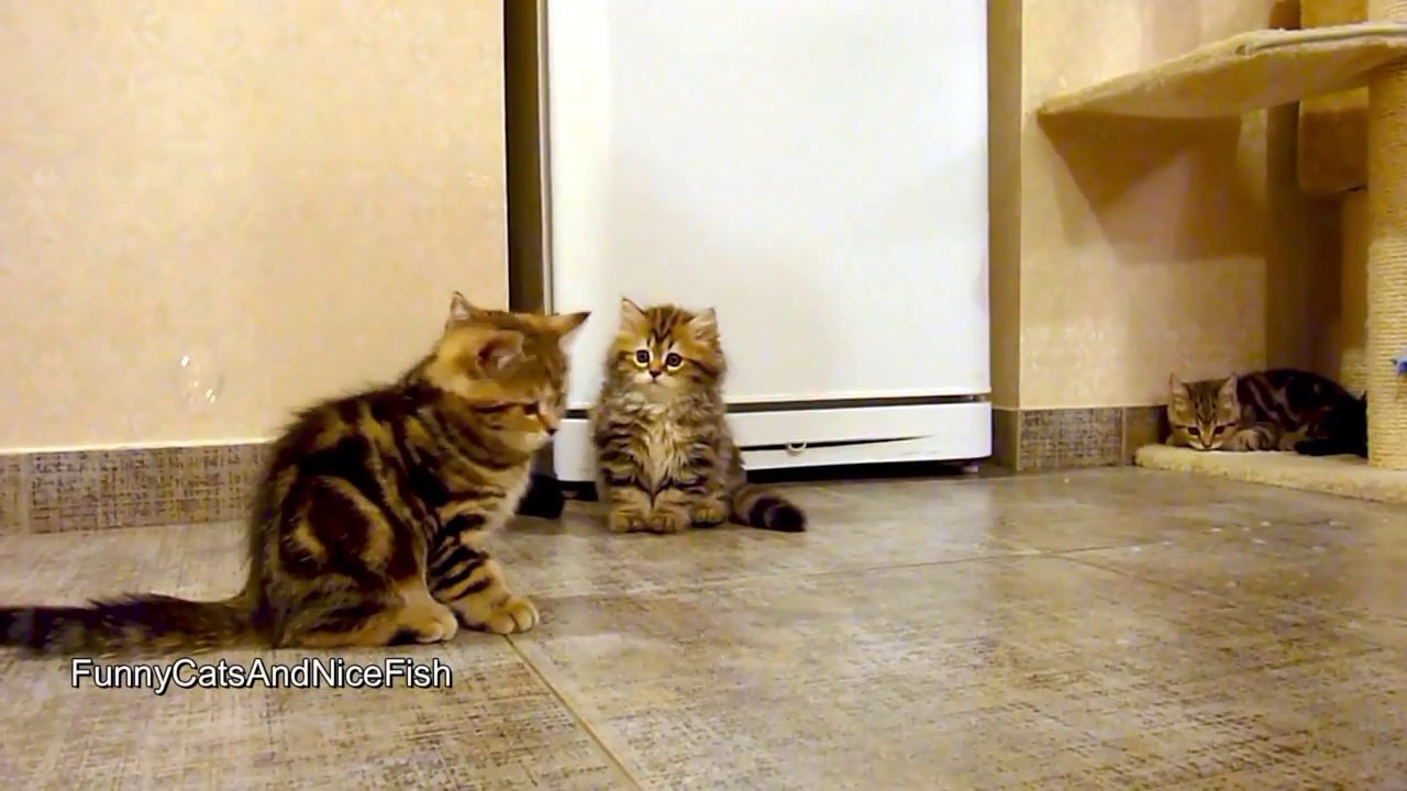 Des chats qui jouent avec des bulles de savon! Trop mignon...