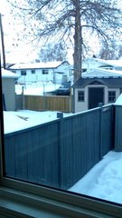 Hilarious Dog Believes He Can Fly