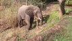 Elephant Deftly Deals With Electric Fence