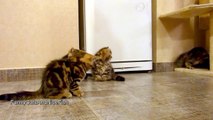 So cute Kittens playing with Soap Bubbles !! Adorable cats...