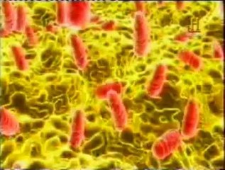 Bacterias: Mundo invisible