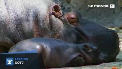 Mexico : le zoo accueille son premier bébé hippopotame depuis 16 ans