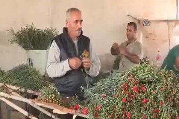 Kadınların çiçeği: Kırmızı karanfil