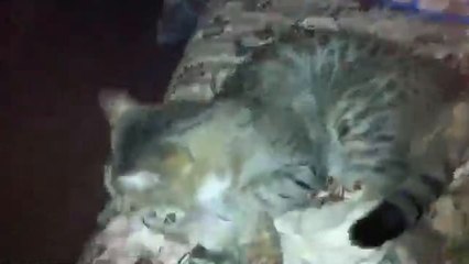 Snacker a super male cat is missing