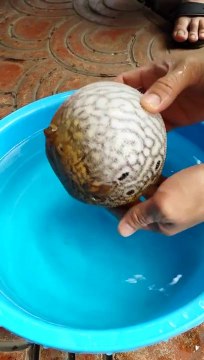 Puffer fish protection - Amazing fish!!!