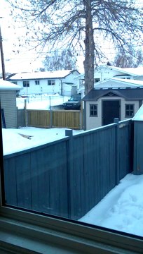 Chien débile essai d'attraper une branche à 10m de haut!
