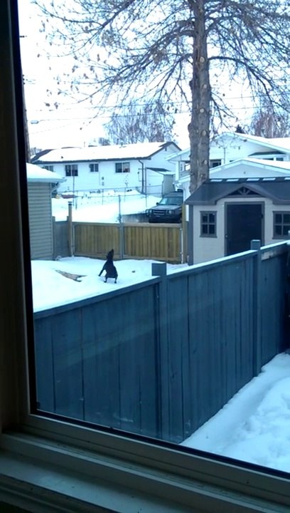 Dumb dog trying to catch a 30 feet high branch... Hilarious