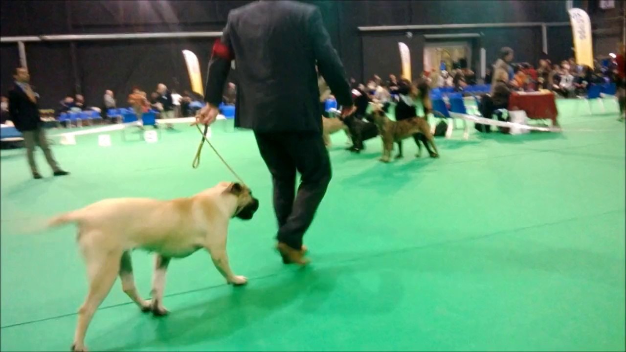 exposition canine douai 2014 classe ouverte est attribution du cacs et du rcacs