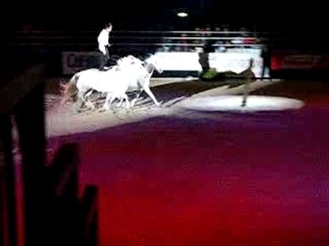 Lorenzo et ses chevaux en liberté