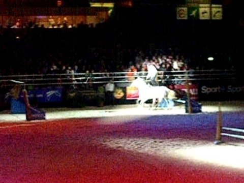 Lorenzo et ses 2 chevaux en liberté