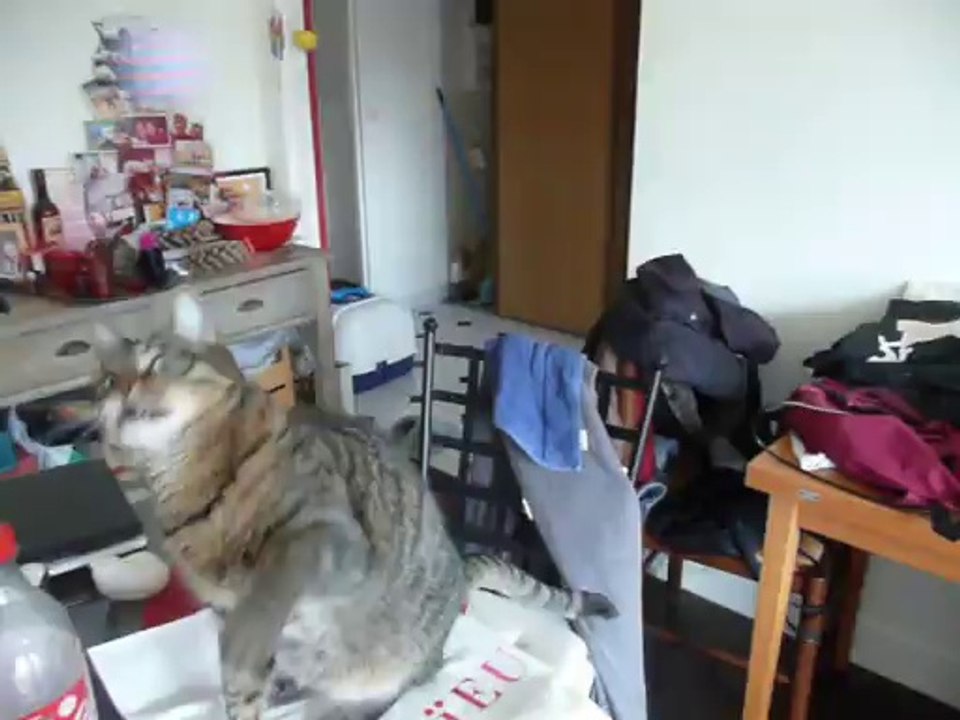 April joue à la corde et Onyx fait sa feignasse!